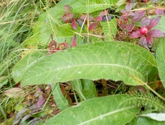 Cirsium heterophyllum