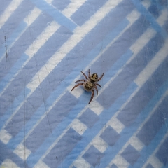 Phidippus