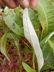 Cirsium heterophyllum