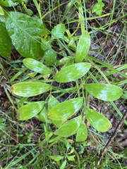 Uvularia sessilifolia
