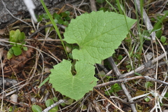 Arnica cordifolia
