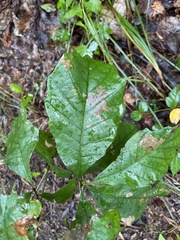 Quercus bicolor