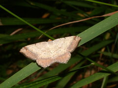 Macaria transitaria