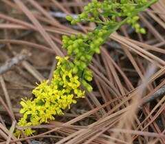 Solidago radula