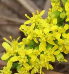 Solidago radula