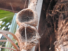 Turdus ignobilis debilis