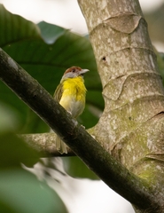 Cyclarhis gujanensis