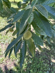 Castanea mollissima