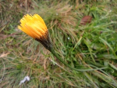 Scorzoneroides autumnalis