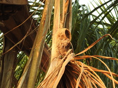 Turdus ignobilis debilis