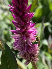Agapostemon sericeus
