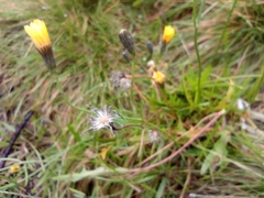 Scorzoneroides autumnalis