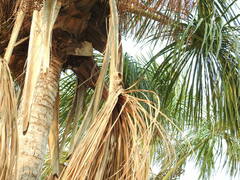 Turdus ignobilis debilis