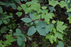 Lonicera utahensis