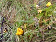 Scorzoneroides autumnalis