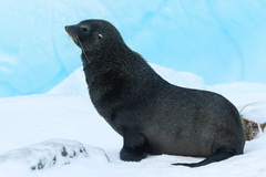 Arctocephalus gazella