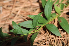 Solidago radula