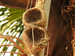 Turdus ignobilis debilis