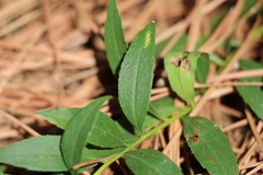 Solidago radula