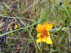 Scorzoneroides autumnalis