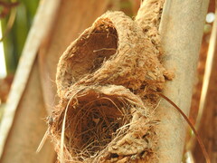 Turdus ignobilis debilis