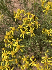 Senecio spartioides