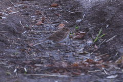 Emberiza rustica