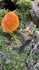Gyroporus castaneus