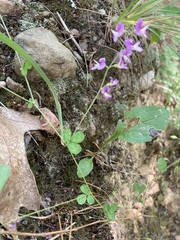 Lespedeza procumbens