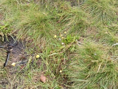 Scorzoneroides autumnalis