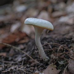 Cuphophyllus virgineus