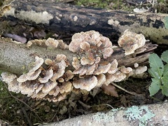 Polyporaceae
