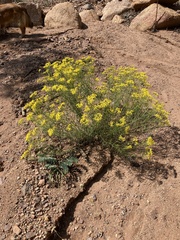 Senecio spartioides