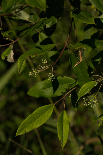 Ozoroa obovata image