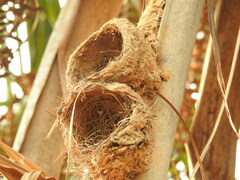 Turdus ignobilis debilis