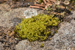 Tortella tortuosa