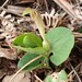 Yellow Birthwort - Photo (c) Russ Hedley, some rights reserved (CC BY-NC), uploaded by Russ Hedley