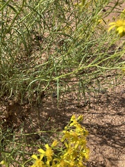 Senecio spartioides