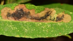 Leucoptera sinuella