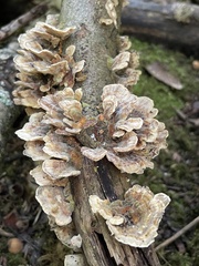 Polyporaceae