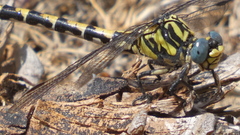 Onychogomphus uncatus