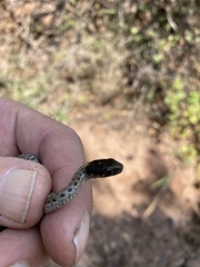 Thamnophis elegans