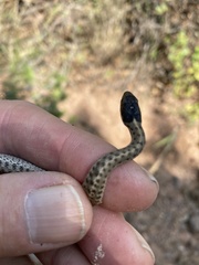 Thamnophis elegans