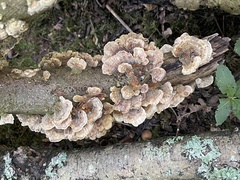Polyporaceae