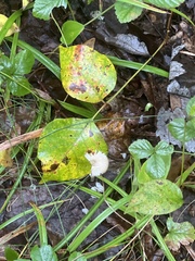 Marasmius capillaris