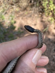 Thamnophis elegans