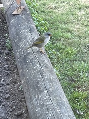 Embernagra platensis