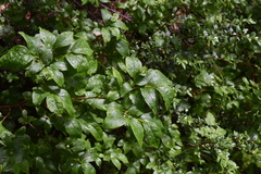 Vaccinium membranaceum
