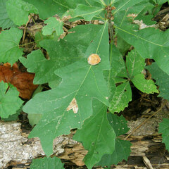 Druon quercusflocci
