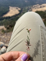 Epilobium canum